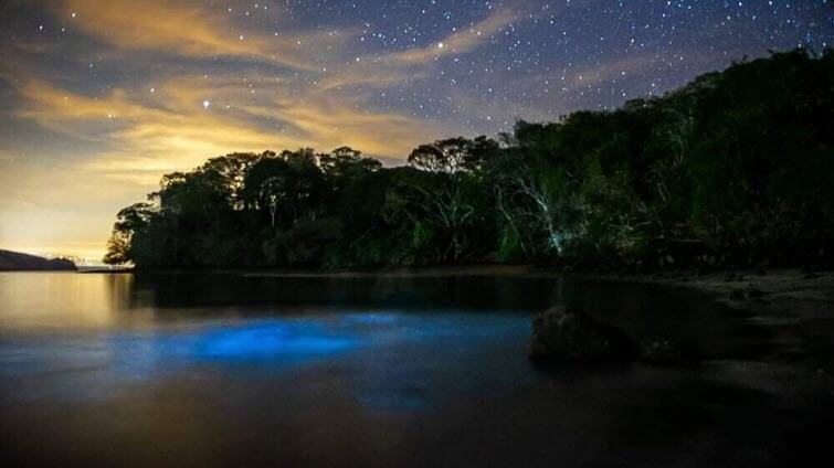 Bioluminescence Cedros Island Costa Rica