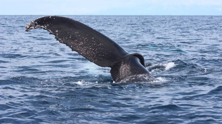 marino ballena national park tour costa rica
