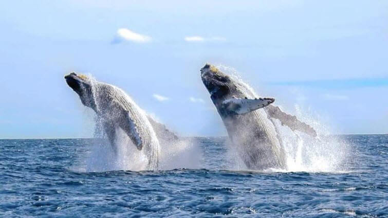 marino ballena national park tour costa rica