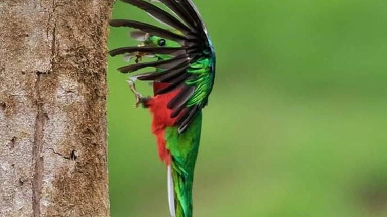 Quetzal Sighting Tour Costa Rica