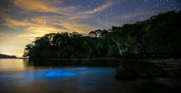 Bioluminescence Cedros Island