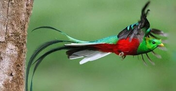 Quetzal Sighting